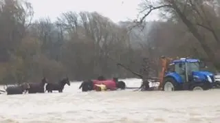 Konie uwięzione przez powódź
