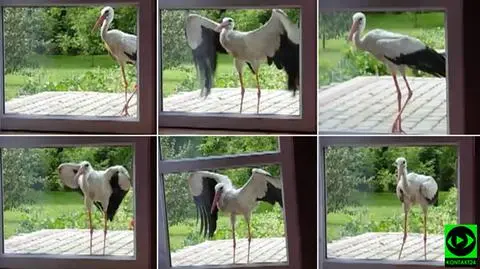 Bocian zapukał do okna