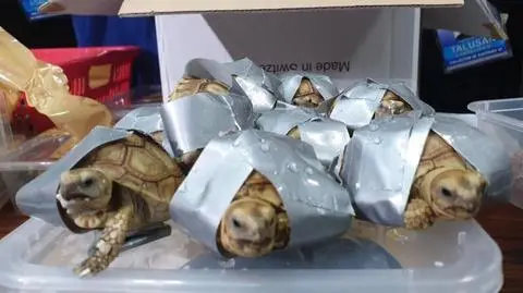 Zwierzęta były owinięte taśmą klejącą