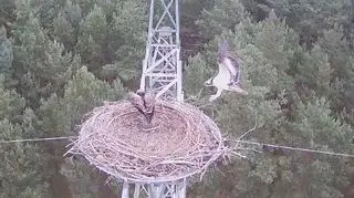 Transmisja z gniazda rybołowów w Lipkach
