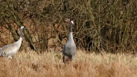 Przyleciały żurawie. Już po zimie? Ależ skąd!