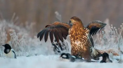 Bielik (Fot. Shutterstock)