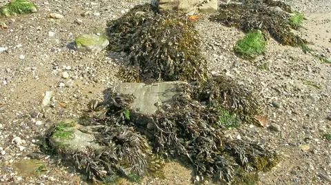 Listownica palczasta zamiast ropy?