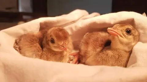 Znaleźli pisklęta pawi. Byłoby im za zimno, więc leśnicy wzięli ptaki pod opiekę