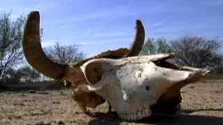 Ofiara suszy w Nuevo Leon