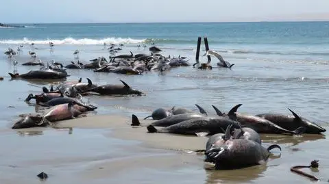 Zagadkowa śmierć kilkudziesięciu delfinów. Ocean wyrzucił je na plażę