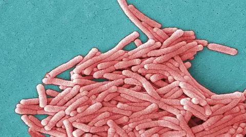 Epidemia legionellozy w niemieckim Warstein. Zakażonych 150 osób