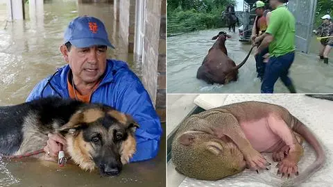 Ratują nie tylko siebie i dobytek. Po huraganie ruszyli na pomoc także zwierzętom