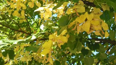 Jesień 2020. Kiedy pierwszy dzień kalendarzowej i astronomicznej jesieni?