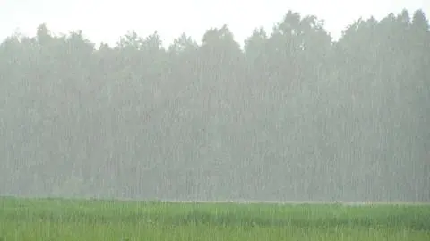 Deszcz skutecznie wymywa pyłki