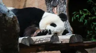Panda wielka. Jeden z 10 najbardziej zagrożonych gatunków