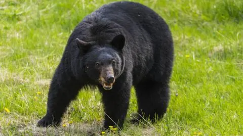 Pięciolatka w pysku niedźwiedzia. Matkę obudził krzyk dziecka
