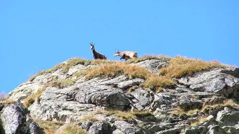 Kozice alpejskie już odczuwają zmiany klimatu
