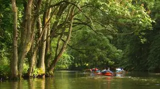 Japończycy zachwyceni dziką przyrodą