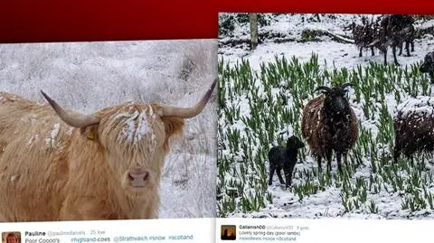 Do Szkocji wróciła zima