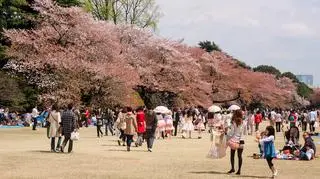 Wiśniowe aleje Tokio