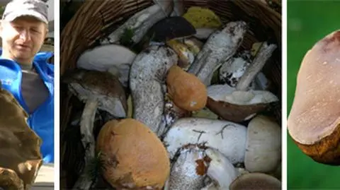 "Rósł taki grzmot". Znalazł 2,5-kilogramowego prawdziwka