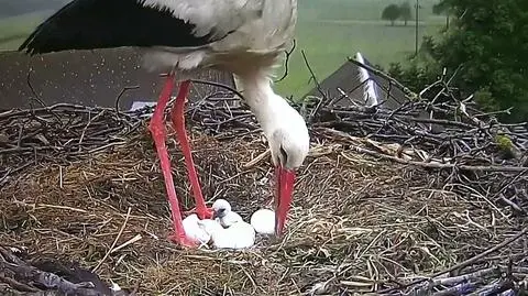 Parze bocianów wykluło się pierwsze pisklę
