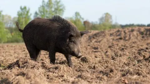 Trzy tysiące dzików na Podlasiu do odstrzału