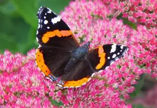 Są w waszych piwnicach i na strychach. "Zostawmy je w spokoju"