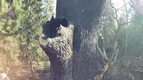 Zielone pąki radości. Spalony dąb Chrobry wraca do życia