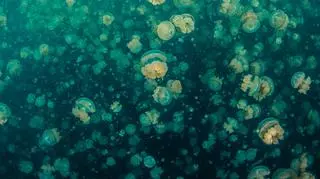 meduza