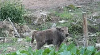 Puder w zagrodzie w Mucznem
