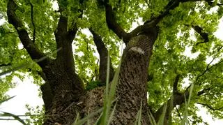 "Drzewem roku" został dąb z Dęblina