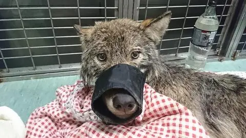 Pies okazał się wilkiem