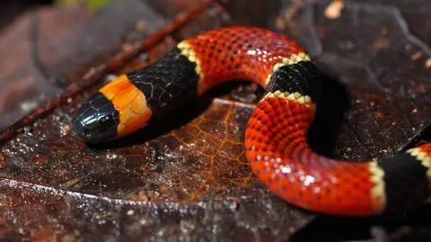 Micrurus nigrocinctus - wąż, w którego jelitach znaleziono tajemnicze szczątki