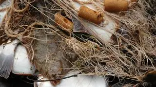 U wybrzeży Brazylii sola amerykańska występuje bardzo licznie