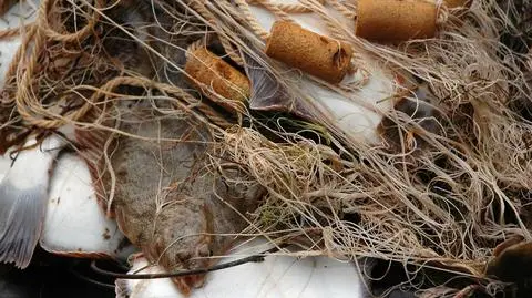 Niewielka sola zadusiła wędkarza