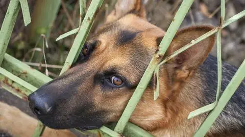 Brakuje karmy, za to wolontariuszy jest nadmiar