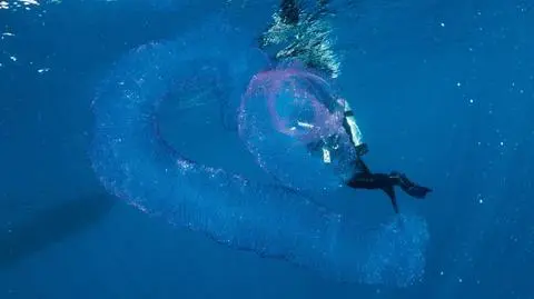 Nurkowie wpadli na to "coś" w Australii. Jest żywe, ma kilka metrów i świeci