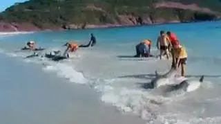 Na brazylijską plażę morze wyrzuciło 30 delfinów