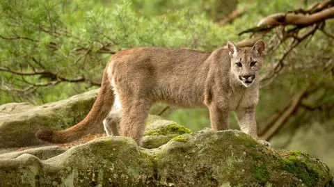 Puma zaatakowała rowerzystów. Wlokła ofiarę, próbowała zakopać zwłoki