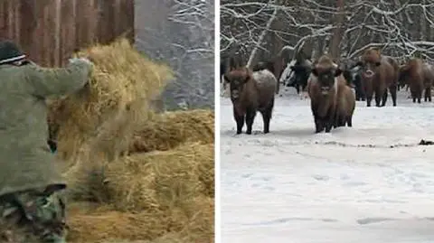 Leśnicy wołają żubry na siano