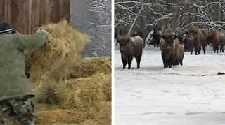 Wołanie żubra na puszczy