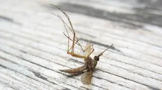 Pyretroidy dotąd radziły sobie z komarami