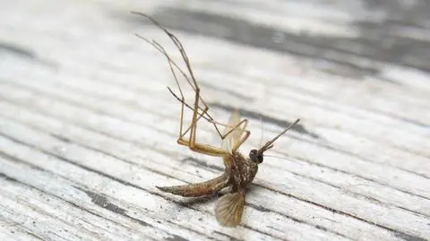 Środki chroniące przed malarią tracą skuteczność