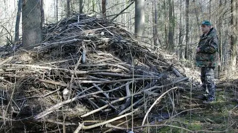 "Wycinka" lasów trwa. Bobrza rodzina ogołociła obszar dwóch hektarów ze wszystkich drzew