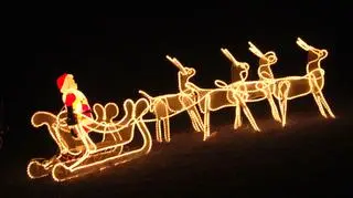 Renifery z zaprzęgu to... ciężarne samice