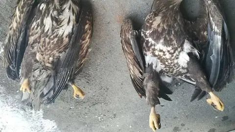 Otrute bieliki i lisy. Policja szuka sprawcy