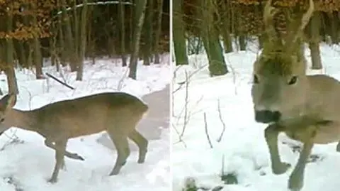 Sarna zaatakowała leśnika. Zachowała się jak byk na corridzie