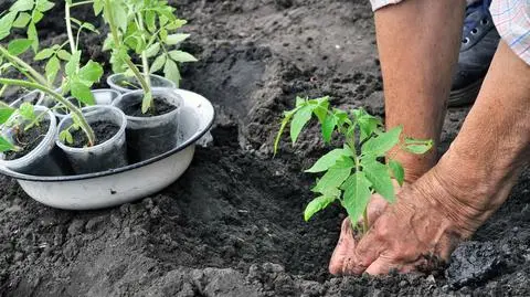 Sieć stacji pogodowych pomoże lepiej planować uprawy