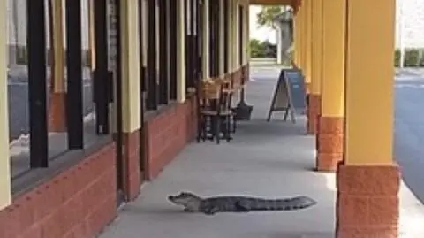 Aligator przyszedł do fryzjera. "Nie był umówiony"