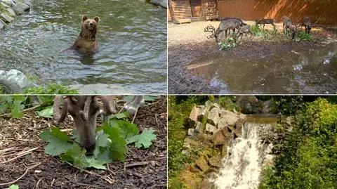 Tygrys leży w bambusach, kotiki jedzą rybne lody. Tak zoo walczy z upałami