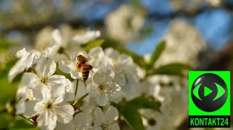 Zima wybiła jedno pokolenie pszczół