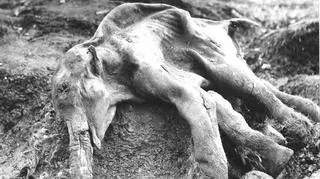 Zakonserwowane zwłoki młodego mamuta znalezione na Syberii w 1977 roku