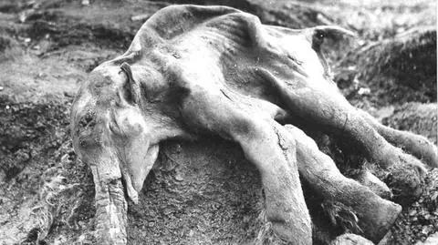 Klimat zabił mamuty. Człowiek tylko pomógł